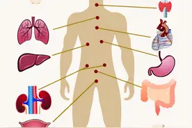 人体有6个器官能“拿掉”，完全不影响正常生活，可信吗？图片