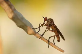 蚊子在咬人时，是怎么选择目标的，为何咬你不咬他？图片