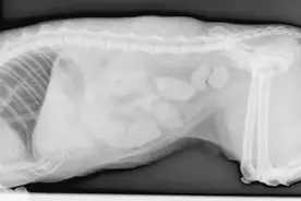 家里的猫咪便秘了，怎么办？图片