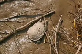 河南开封小伙黄河钓鱼时，连抓了十来只老鳖！老鳖不钻泥越冬？图片