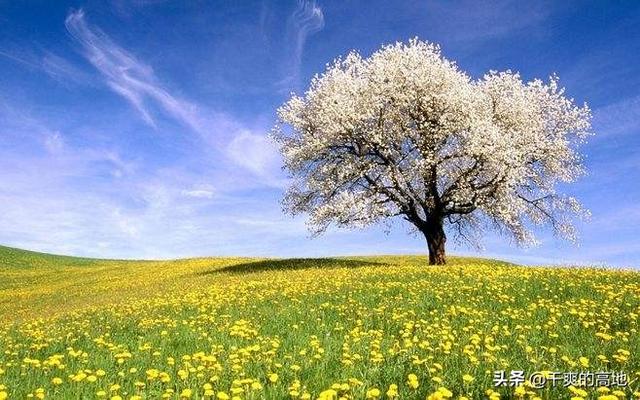 散文丨格 致：爱情故事