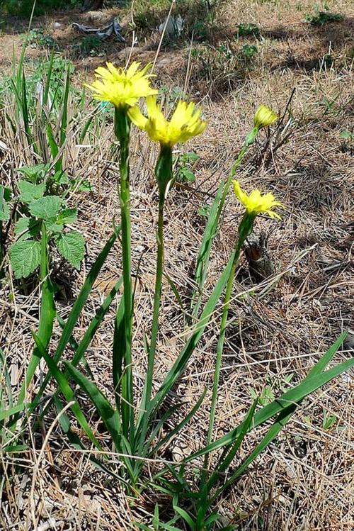 楦﹁懕灞炴鐗╃殑鐗圭偣鍙婄敤閫? onerror=