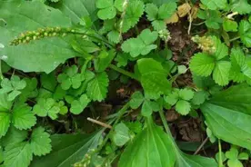 村里菜园有种野草，老人舍不得拔，俗称“强肾草”，2023年作用大图片