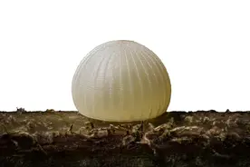 你知道蝴蝶学会飞舞之前是什么样的吗？一起来看自然界的生物宝石——蝴蝶卵图片