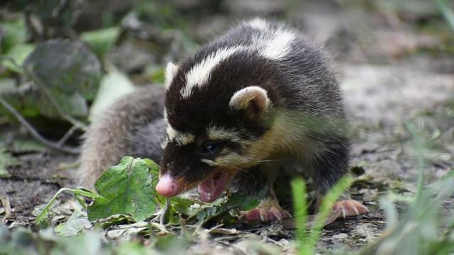 长猪鼻子的人命运如何呢,大别山一只猪獾,身像狐鼻像猪,夜晚偷土豆,还