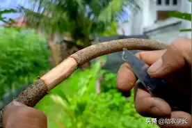 高压繁殖果树苗，一个月后枝条干枯不长根系失败了，原因是这2个图片