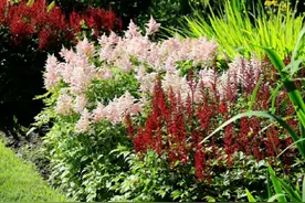 树荫下都可以种的12种耐阴花卉，好养又好看。图片