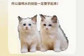 养猫久了才知道，为什么都说公猫才是最粘人的！太心疼了图片