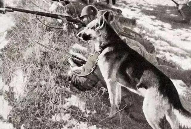 1939年日军“狼狗部队”无人可挡，董翰良猛拍大腿：怎么把它忘了