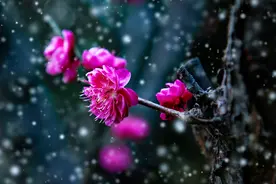 「原创诗词」管恩锋 | 梅开春讯早，唯我自轻狂（梅花吟20首）图片