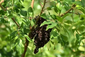 农村人见人怕的漆树，全身都是宝，它的汁液高达200元一斤图片