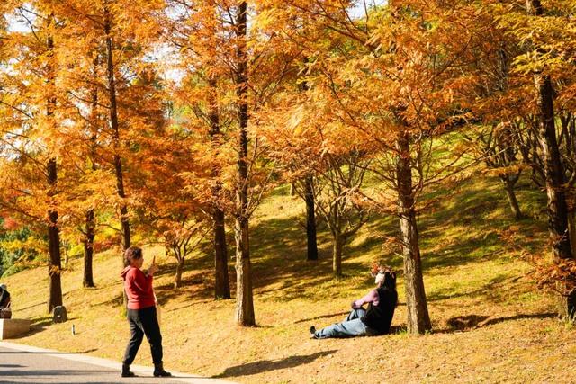 双龙生态公园：30余种彩叶植物，让“层林尽染”具象化