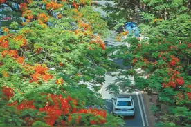 凤凰木迎来初花期！快来打卡厦门这些凤凰花开的地方→图片