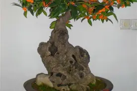 桂花用土扦插“难成活”，老园艺师教你“水培”扦插法，30天生根图片