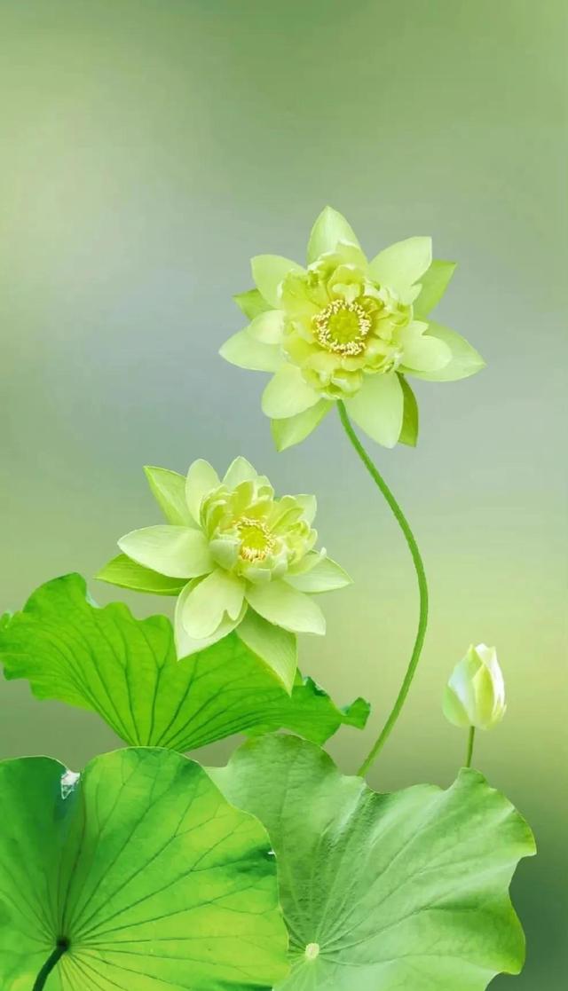 荷花图片大全 唯美,唯美秋水荷花七首:亭亭秋水玉芙蓉,明月清风,笑