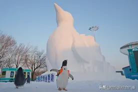 12月31日哈尔滨极地公园恢复营业打卡淘雪企鹅雪雕 看淘学企鹅冰雪大巡游图片