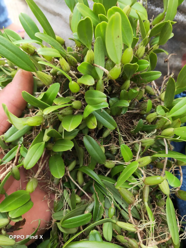 一种像仙桃像橄榄的食材:石橄榄,广东人用来煲汤,可