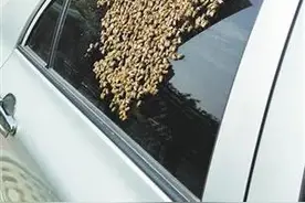 太原市民遇到咄咄怪事 成群蜜蜂“落户”私家车图片