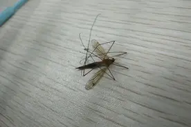 为什么今年的蚊子变少了？专家：它们没有少，只是“热”的罢工了图片