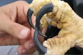 猫头鹰不是鹰？白天很怂，夜战无敌，巢穴被袭后连杀三只金雕复仇图片