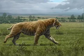 远古发现丨逝去的王者——剑齿虎图片