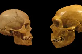 尼安德特人可能与现代人类共存了近 3000 年图片