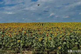 俄乌危机对国际食用油影响有多大？一起来看看图片