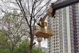 唐山：精心部署 扮靓曹妃甸区园林绿化风景线图片