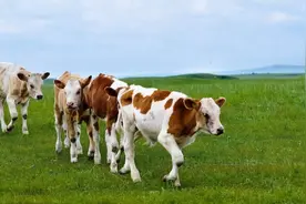 农村养牛好还是养羊好？养羊风险大还是养牛风险大？图片