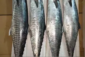 您认识这马鲛鱼吗？是不是鱼群里最靓的鱼？图片