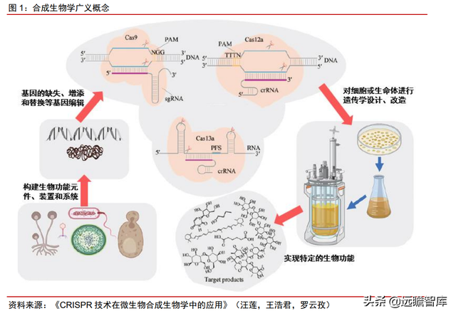 颠覆传统，合成生物：迎来历史发展机遇，乘势而起，引领未来