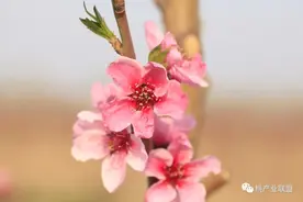 桃树落花80％防治蚜虫正当时图片