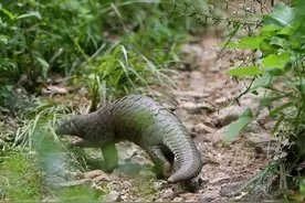 浙江温州发现“龙鲤”，身披铁甲，脚长巨爪，遇到危险会缩成一团图片