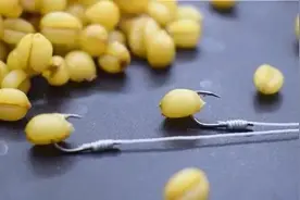 挂钩麦粒，最容易上鱼的三种方法，从此你会爱上用麦粒钓鱼图片