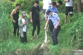 菏泽环城公园惊现鳄鱼，系从水产门市偷跑，已归还失主图片