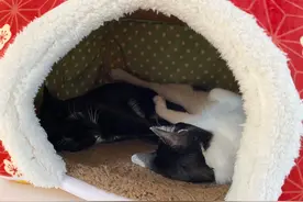 人一旦有猫后，就会变得奇奇怪怪图片