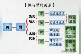 肾精生于脾，藏于肾，发于阳气，中医一个妙招帮你补肾填精图片