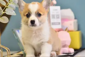 宠物最可怕的病毒，致死率特别高，现教你土方.....图片