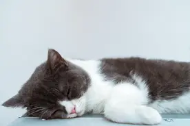 猫有这五种异常表现，很可能会患心脏病，宠物主要更注意图片