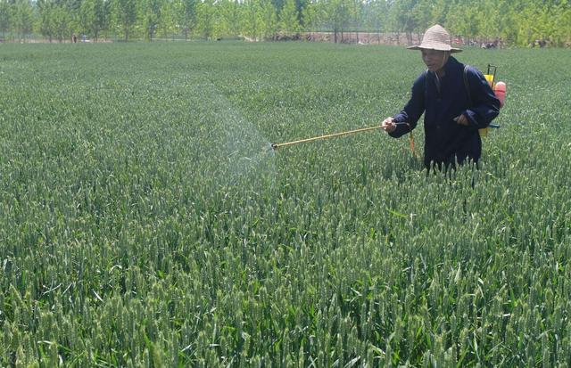 河南60亩小麦疑因药害绝产，“万能除草剂”甲基二磺隆是宝还是害