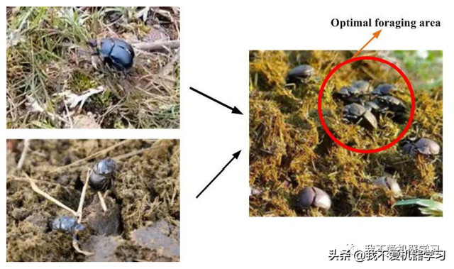 蜣螂算法(原理)