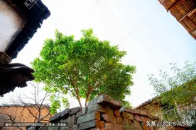 农村院子里怎么种树？乱种损失大，这三种树最适合，美观又实用图片