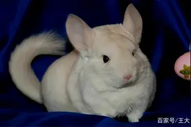 怎么养龙猫，你适不适合养龙猫？图片