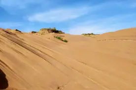 毛乌素沙漠有可能变成草原或森林吗？图片