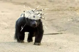 大连蛇岛20000条毒蛇，以鸟为食没天敌，能抵挡2只蜜獾的攻击吗？图片