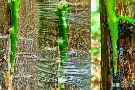 果树嫁接有什么好处？如果枝条太粗了，用什么方法嫁接好？图片