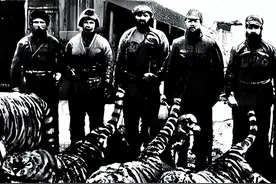 中俄东北虎数量差距断崖：俄罗斯700只，中国的数量令人意外！图片