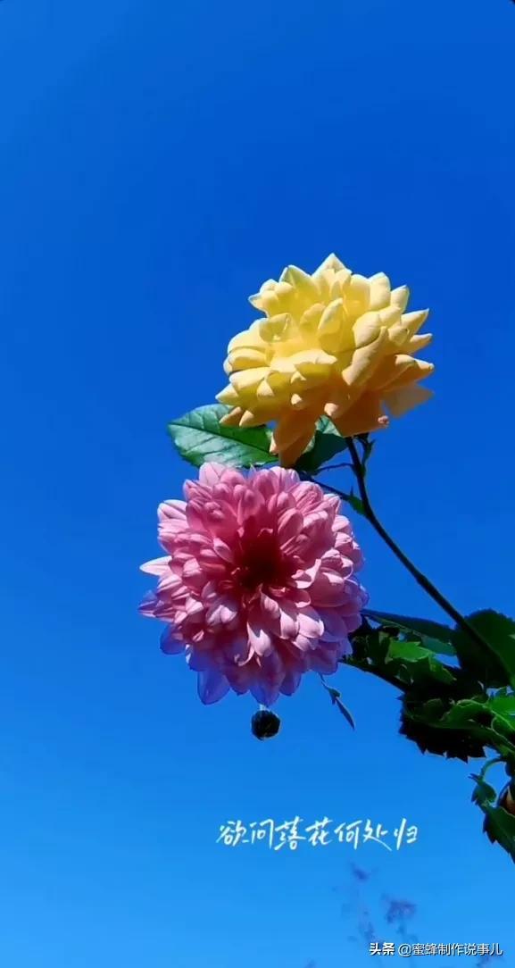 一束鲜花，醉蓝天