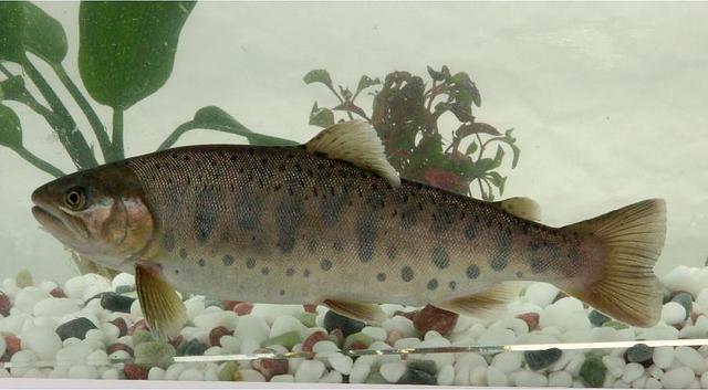 榛戦緳姹熼奔绫讳箣鈥滀笁鍗佷簩鏉傞奔鈥濆浘璋? onerror=