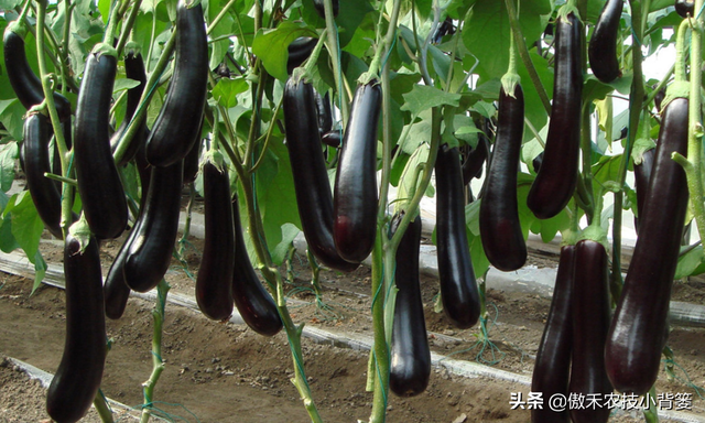 花卉苗木、瓜果蔬菜长不好，不妨给它用点氨基酸